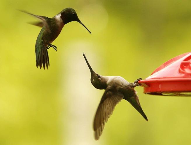 hummingbird life cycle
