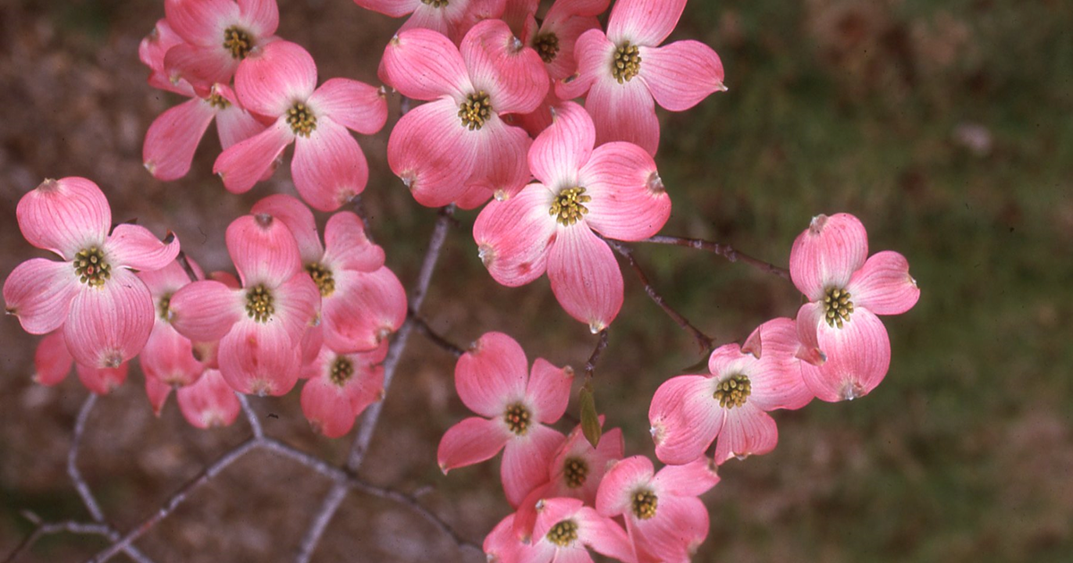 Barry Fugatt: Dogwood unmatched for spring flowering beauty | Home & Garden