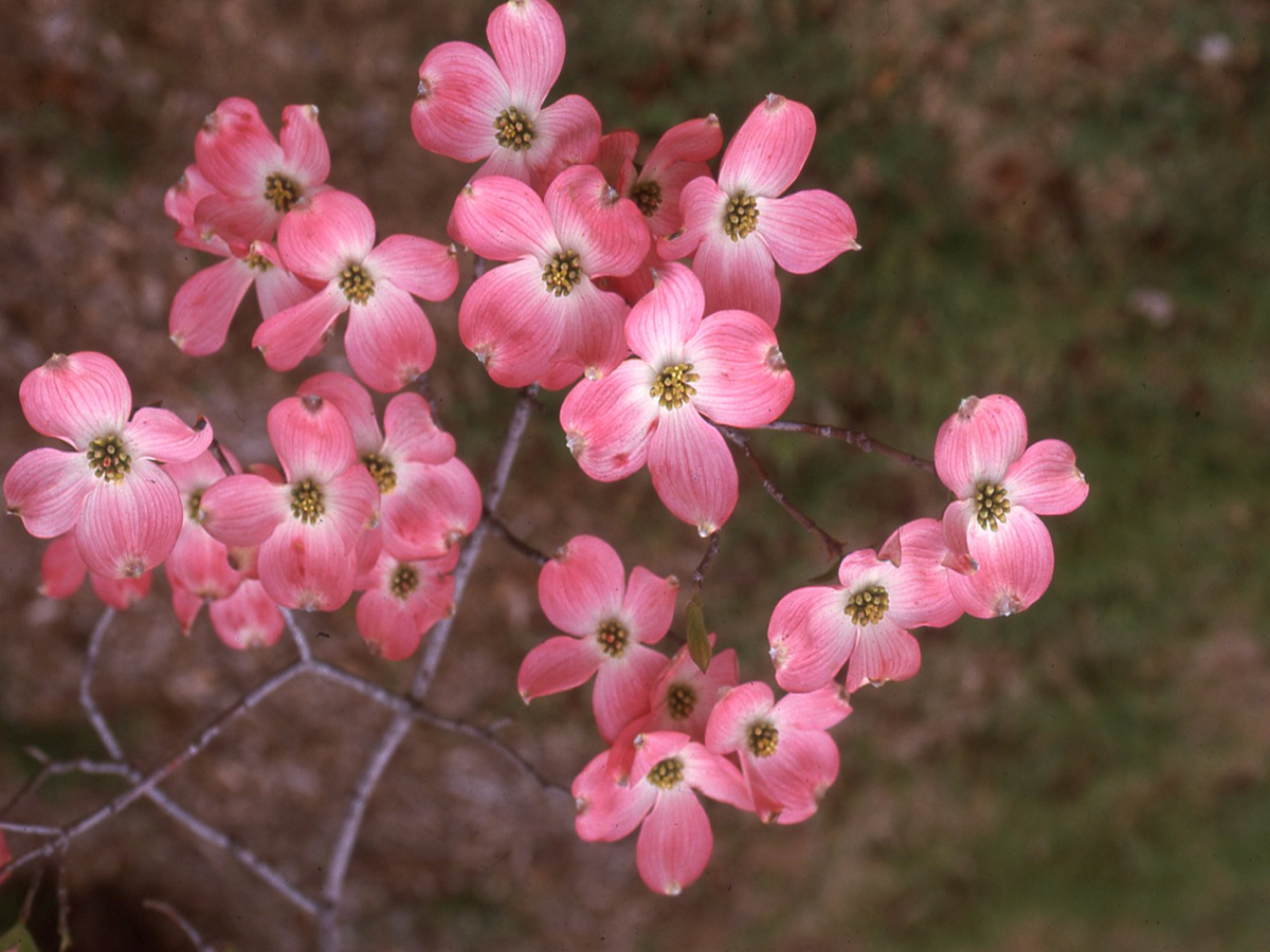 American Dogwood, Pink Flowering variety
