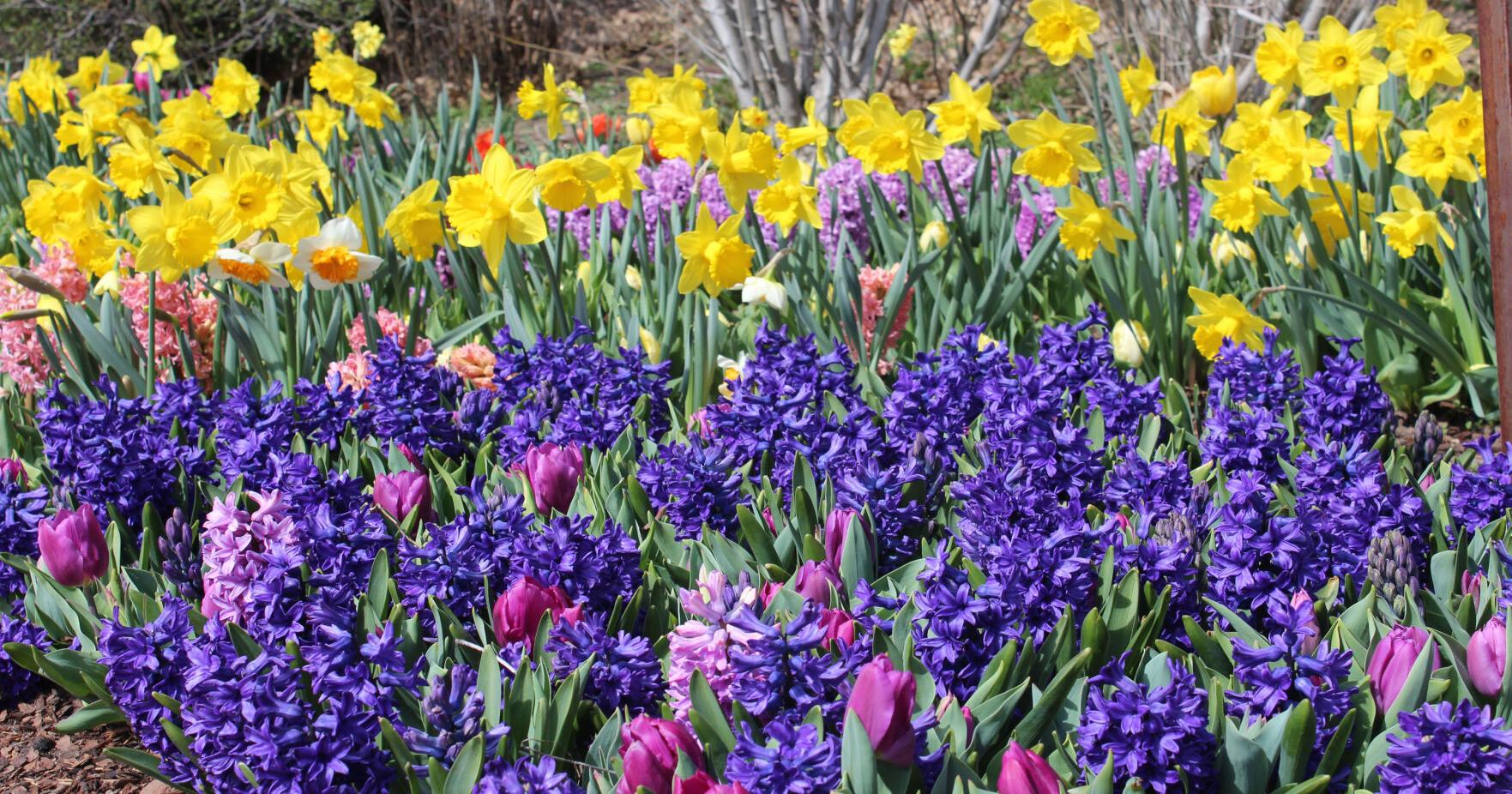 Garden tours, farmers markets, plant sales around Tulsa - Vimarsana News