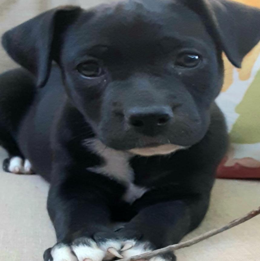 Pawsitively Adorable Meet 71 Adoptable Dogs And Cats Looking For Love Photo Tulsaworld Com