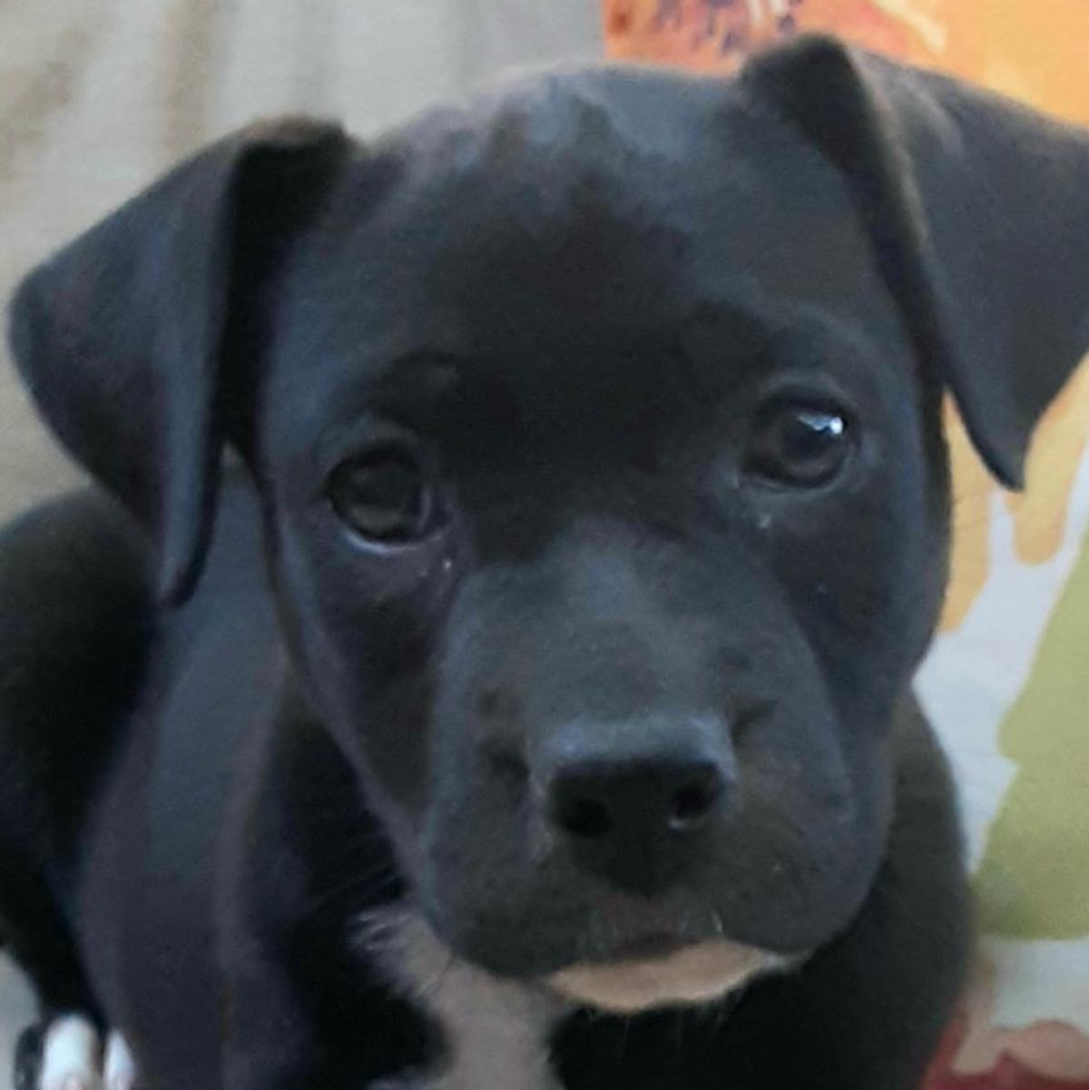 Pawsitively Adorable Meet 71 Adoptable Dogs And Cats Looking For Love Photo Tulsaworld Com