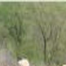 Rapeseed Rotational Crop Fuel And Cooking Oil Oklahoma Farmers