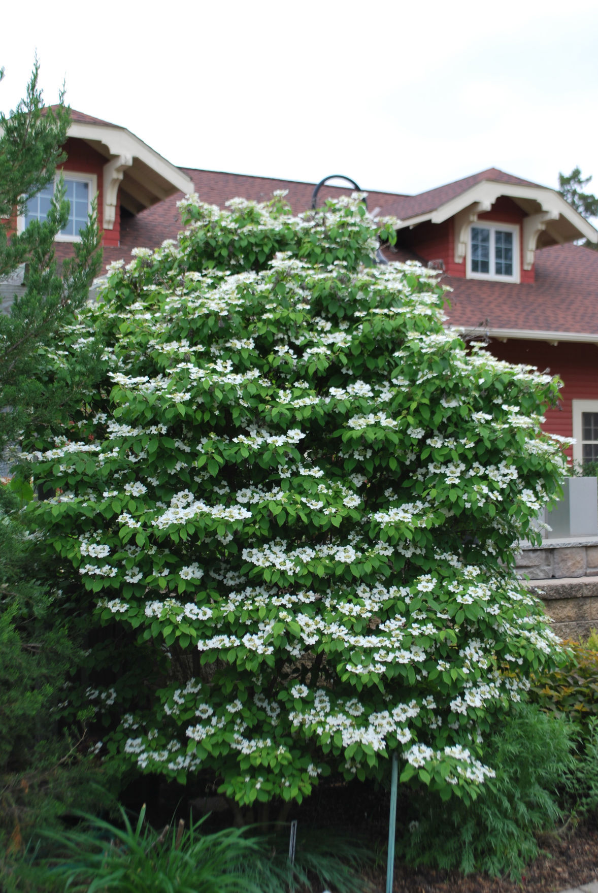 Barry Fugatt Viburnums Are Ideal For Tulsa Gardens Home