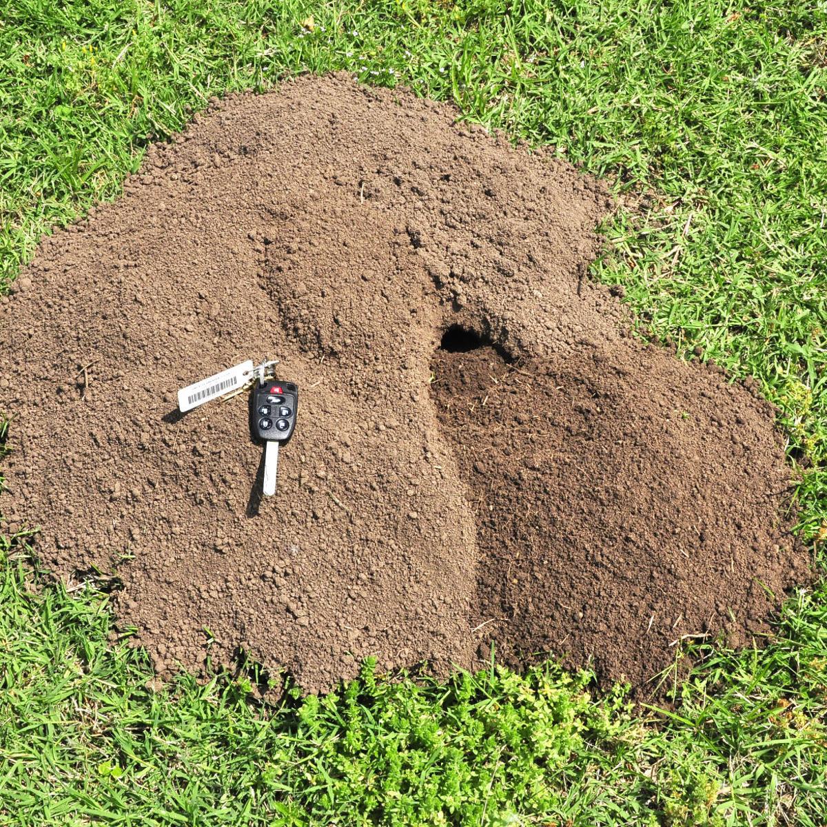 How To Get Rid Of Gophers And Moles In Lawn