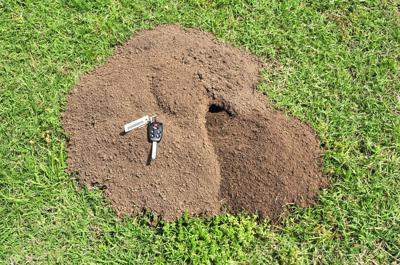 Master Gardener Ridding Your Yard Of Moles Gophers Home