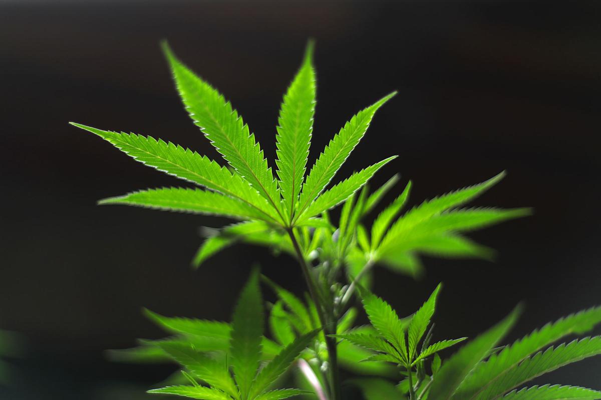 Photo Gallery Buying Medical Marijuana Plants In Oklahoma