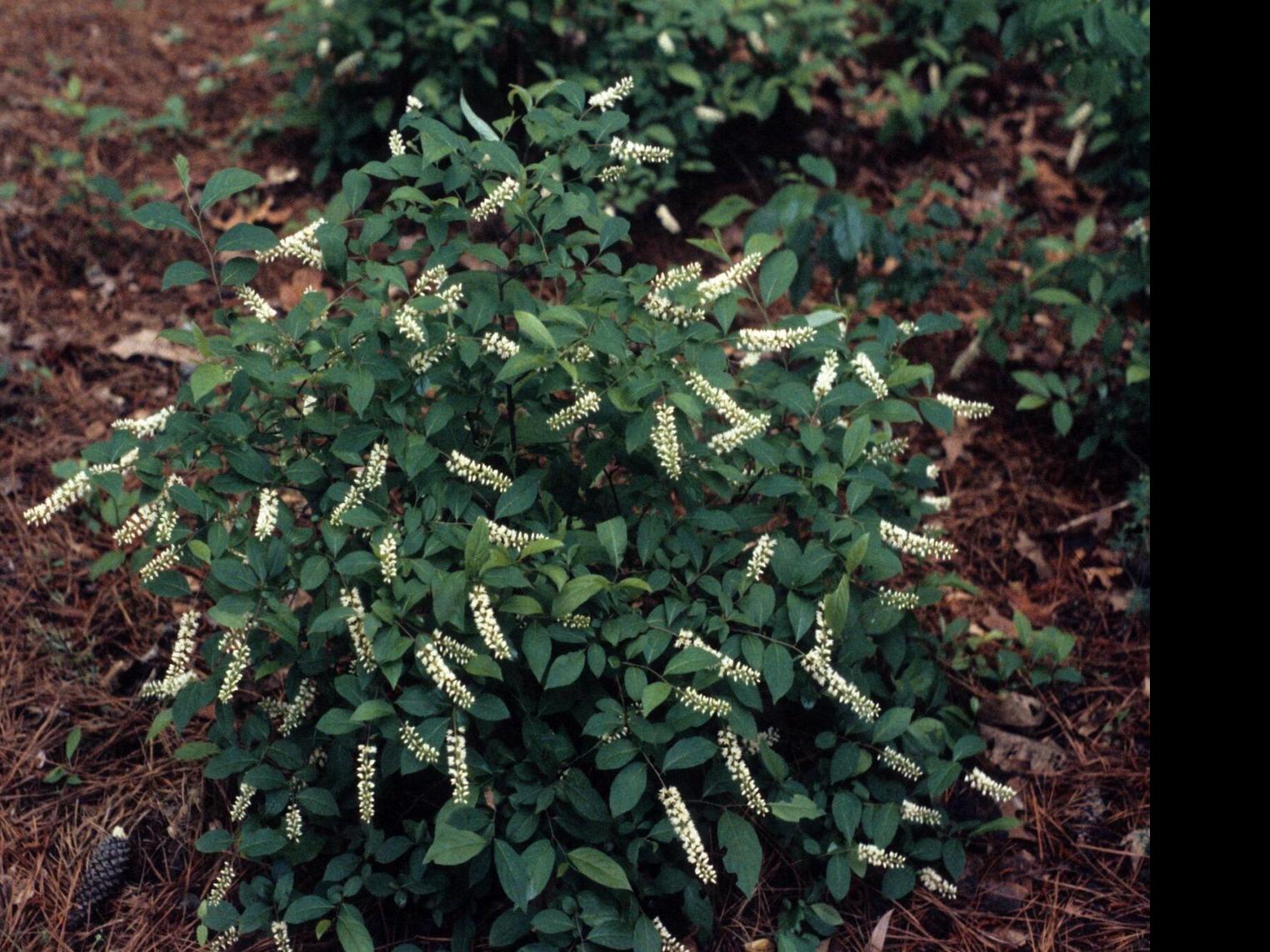 Master Gardener: Find out which plants are 'Oklahoma Proven ...