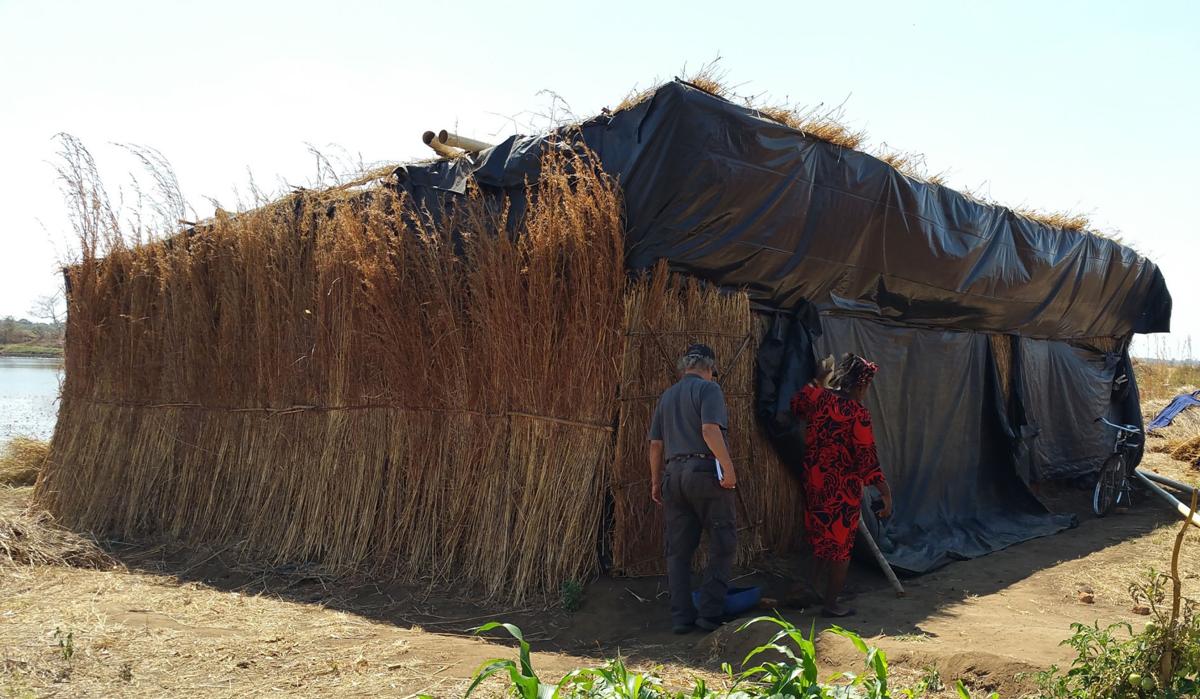 Image result for mushrooms growing in africa