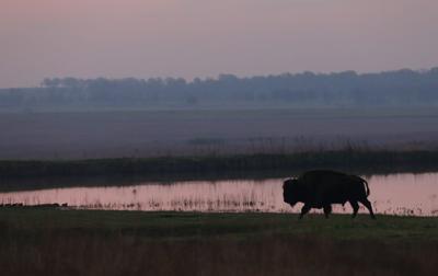 Springtime at Tallgrass Prairie