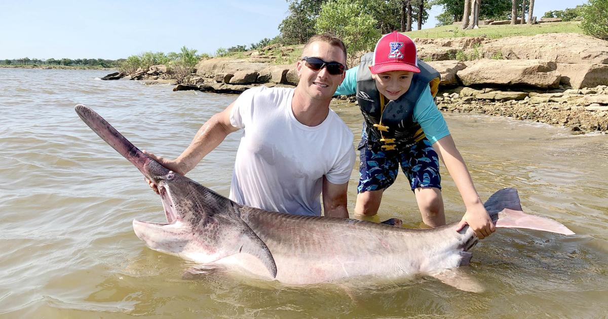 Unusual record-setter: Giant paddlefish makes a storied trip to the ...