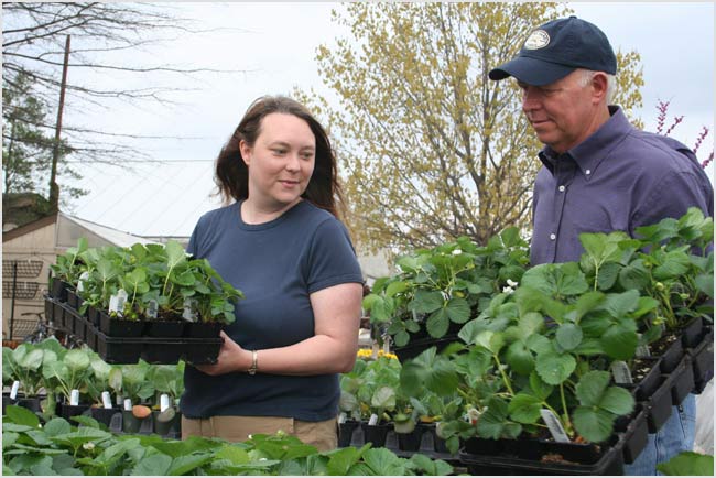 Donate food and plant tomatoes