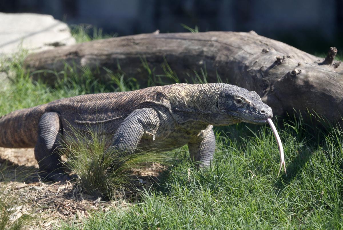 Tulsa Zoo opens new Lost Kingdom exhibit for Asian animals | Local News
