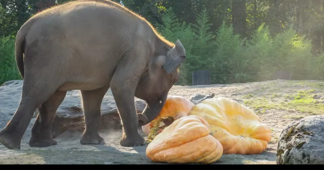 Stompy Halloween! Oregon Zoo's elephants participate in annual Squishing of the Squash