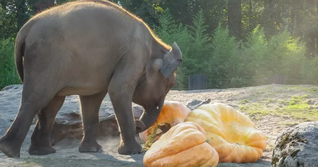 Stompy Halloween! Oregon Zoo's elephants participate in annual Squishing of the Squash