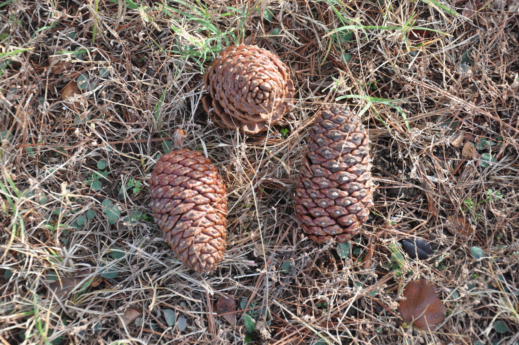 Pine cones open and close with the weather