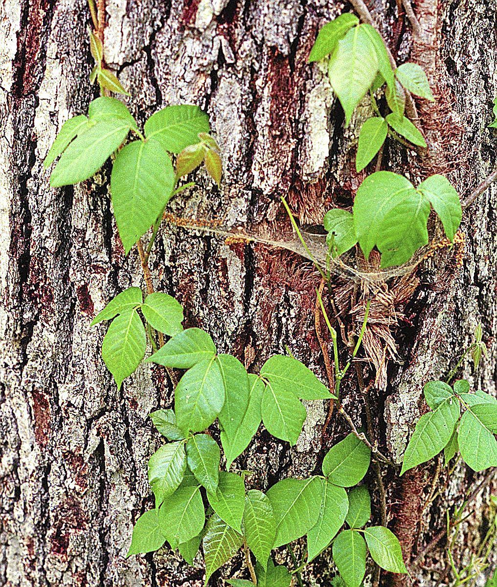 What Poison Ivy Look Like