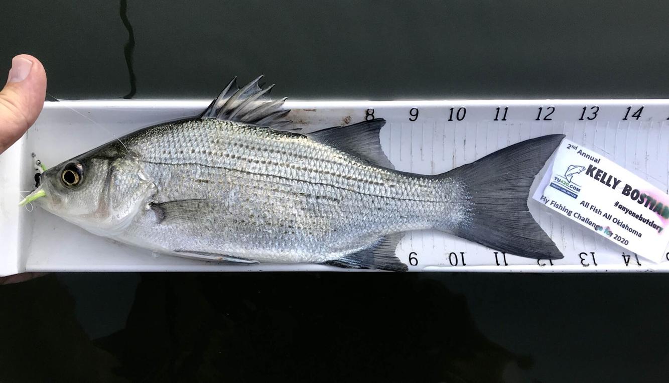 Gallery 19 Oklahoma fish species caught on a fly rod. Can you ID them