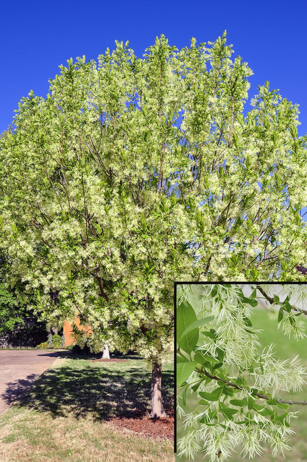 Master Gardener These Plants Are Proven Winners In Oklahoma Gardens Home Garden Tulsaworld Com