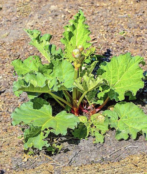 Master Gardener Rhubarb Can Be Tricky To Grow In Oklahoma Home Garden Tulsaworld Com