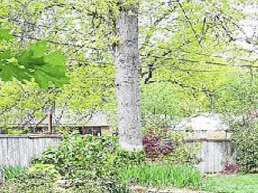 Lawns Under Trees Can Still Thrive With Shade Tolerant Grass Tulsaworld Com