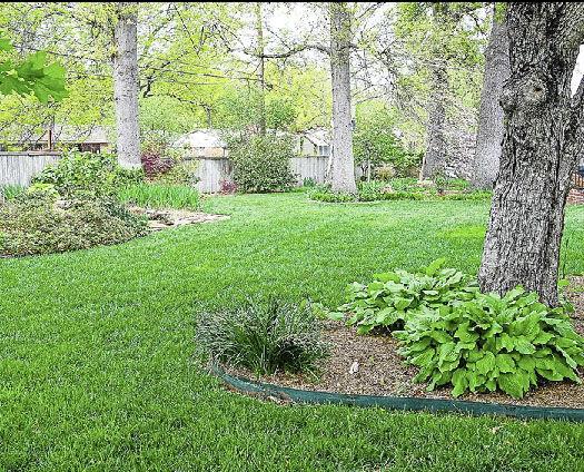 Lawns Under Trees Can Still Thrive With Shade Tolerant Grass