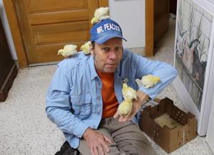 Cold weather kills birds at Iowa peacock farm that produces much of nation's hatching eggs