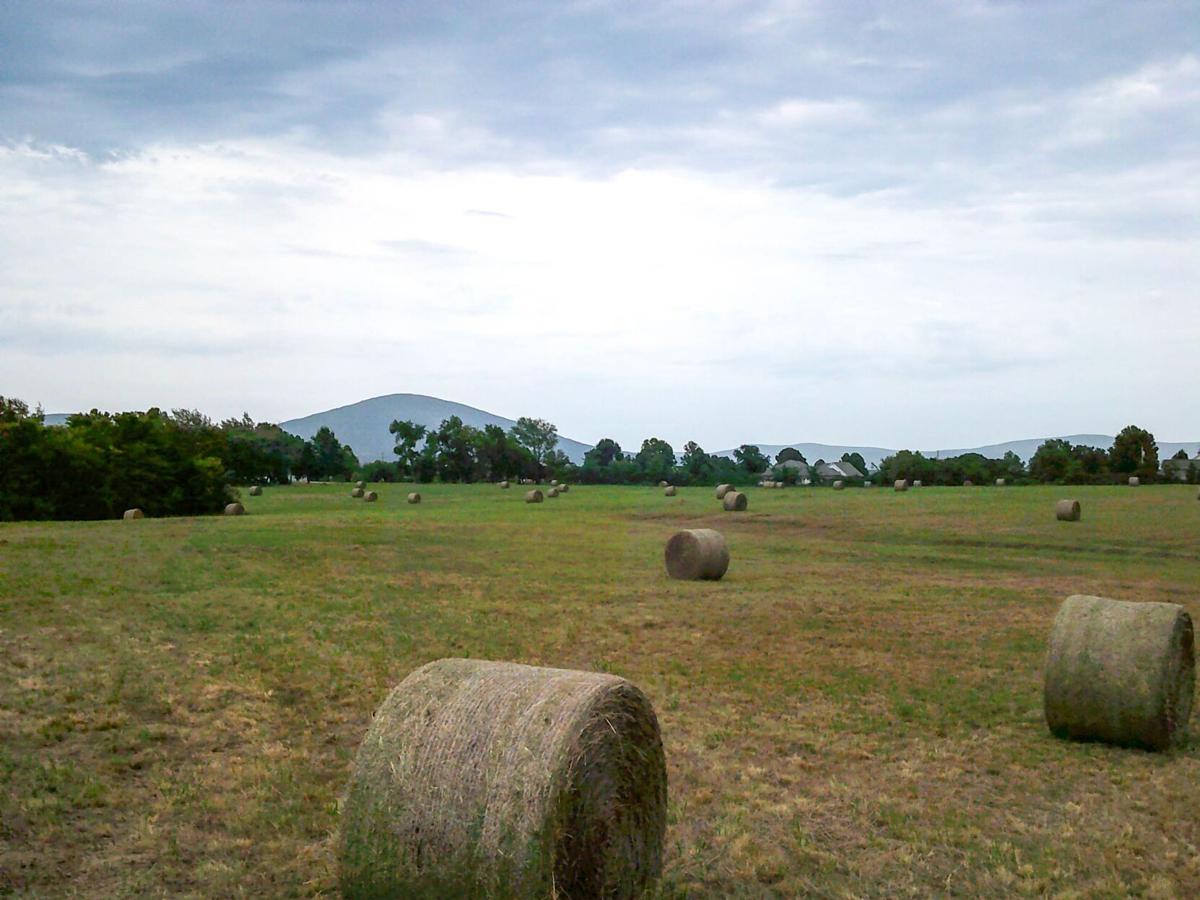 Straw vs Hay: What's the difference?Wells Brothers Pet, Lawn
