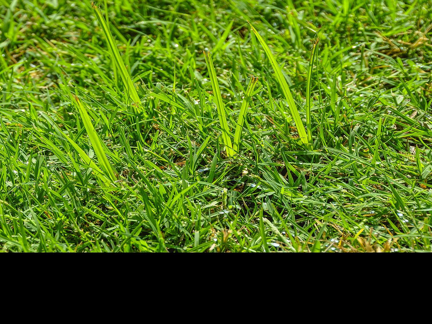 Master Gardener: Nutsedge is tough weed to control | Home ...