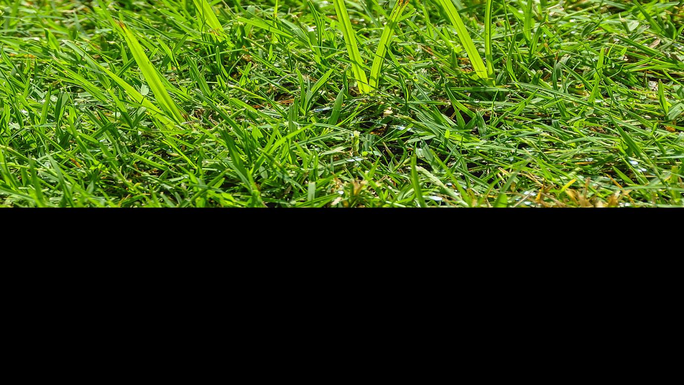 Master Gardener: Nutsedge is tough weed to control | Home ...