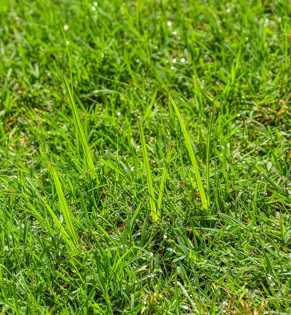 Master Gardener: Nutsedge is tough weed to control | Home ...