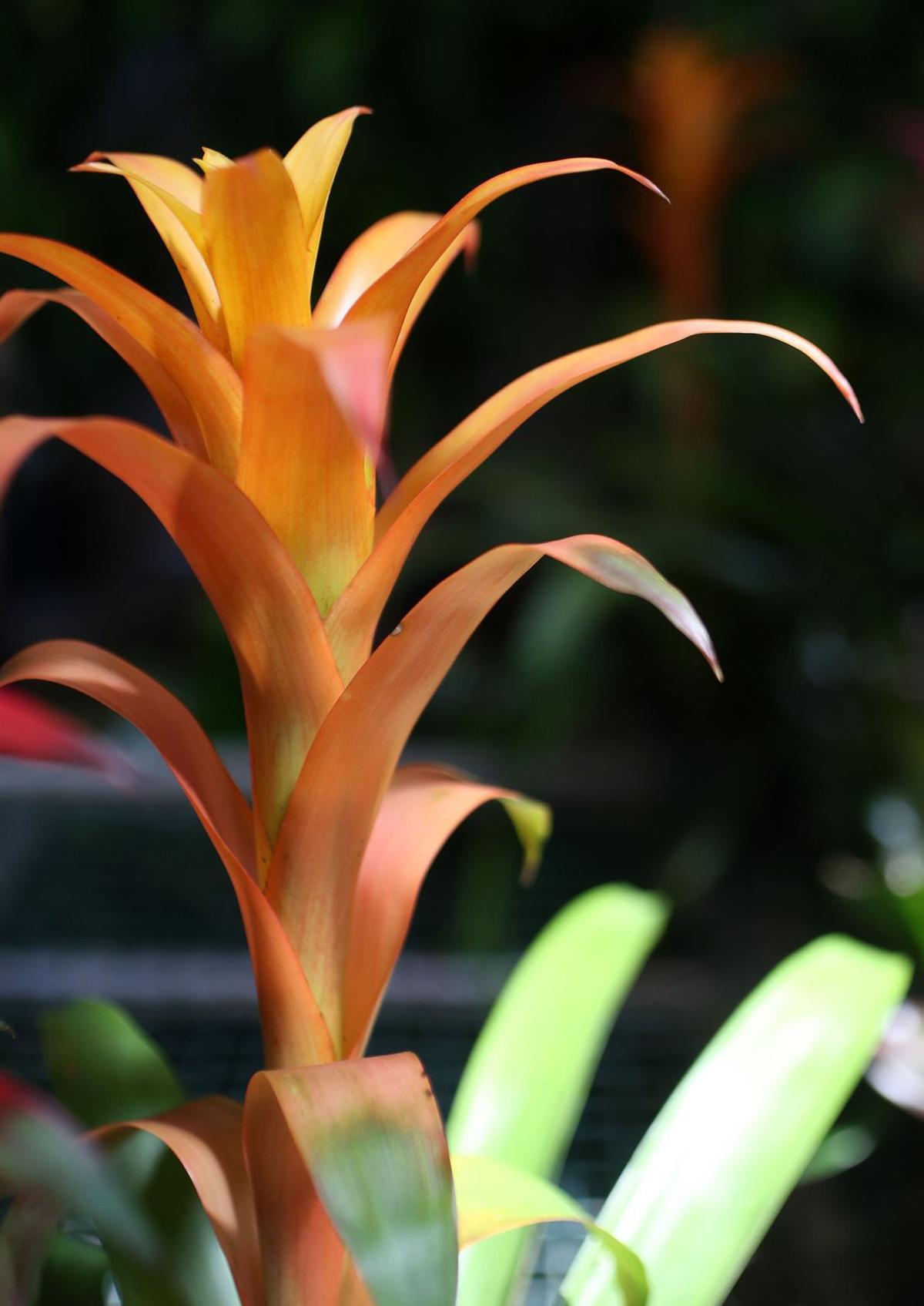 Tropical plants offer color, texture and design for indoor ...