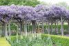 Blue Big Wisteria -Great for Arbors/trellis Fragrant Blooms, 1 gallon 