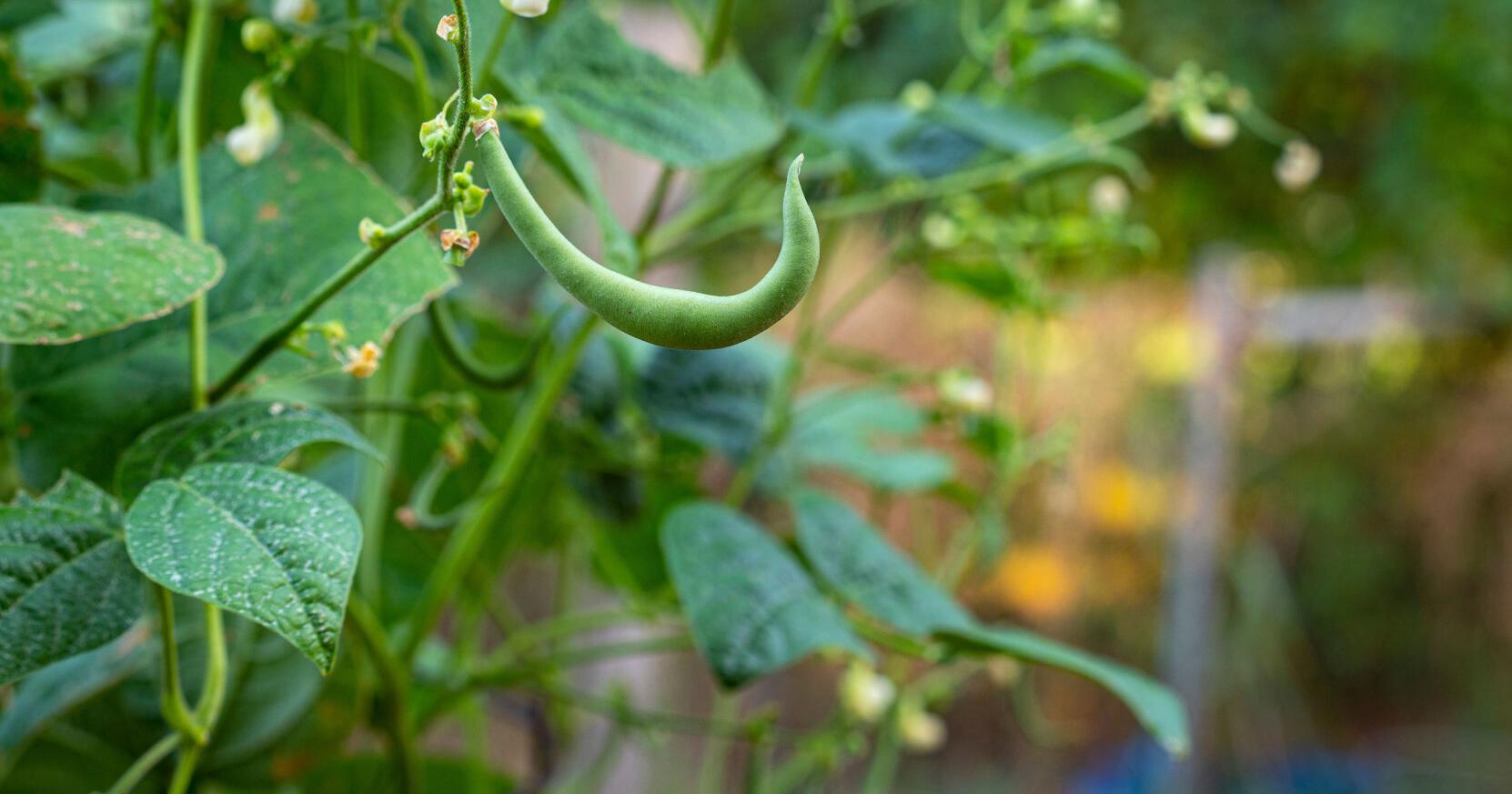 How to grow beans in your home garden all season long - Vimarsana News