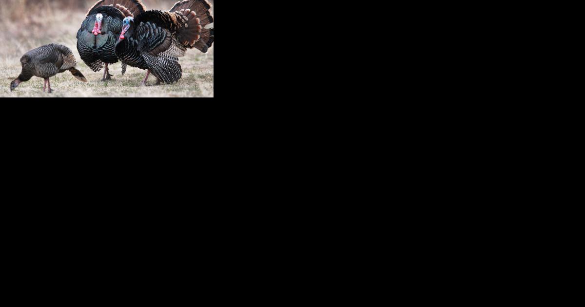 Panel studies the decline in wild turkey population - Vimarsana News