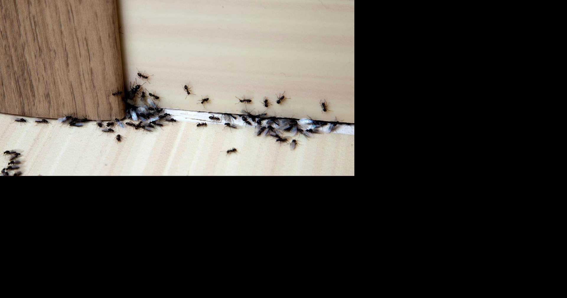 How To Stop Ants From Invading Your Home In Summer - Tulsa World