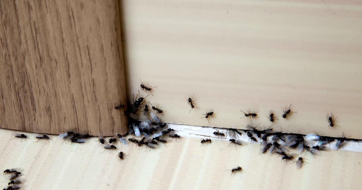 How To Stop Ants From Invading Your Home In Summer - Tulsa World