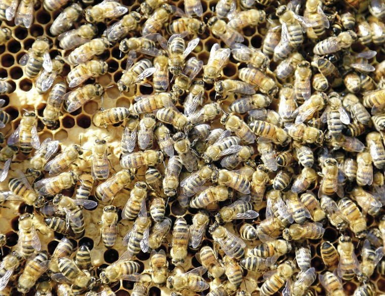 Tulsa beekeeper's plea: Don't spray the bees | Home & Garden ...