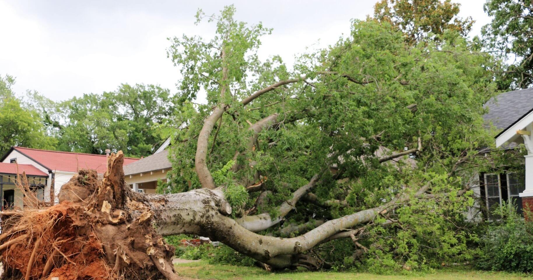 Ginnie Graham column: It's OK to grieve for the trees that didn't survive - Vimarsana News