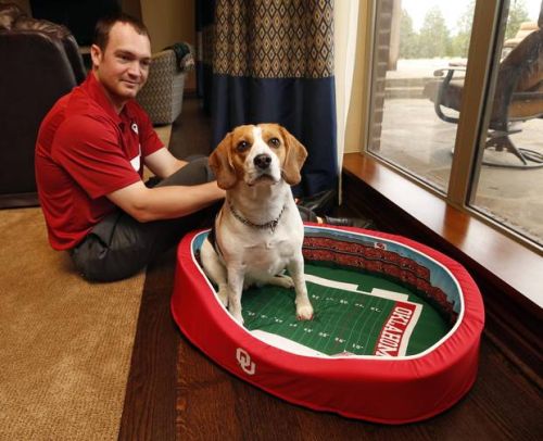 newsok classified dogs