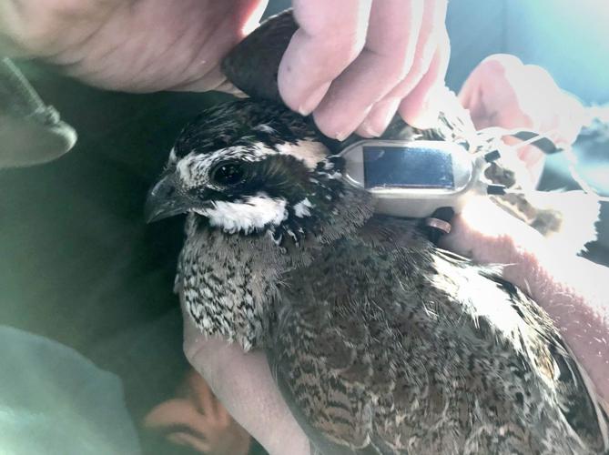 Determining the Age of a Quail from Wing Feathers - Project Upland
