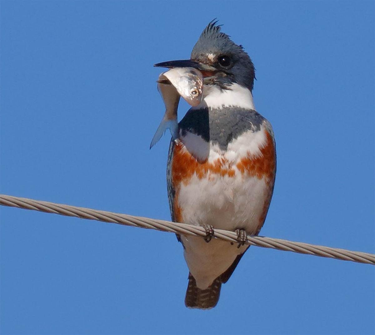 Belted Kingfisher With A Fish (plus an interesting foot adaptation