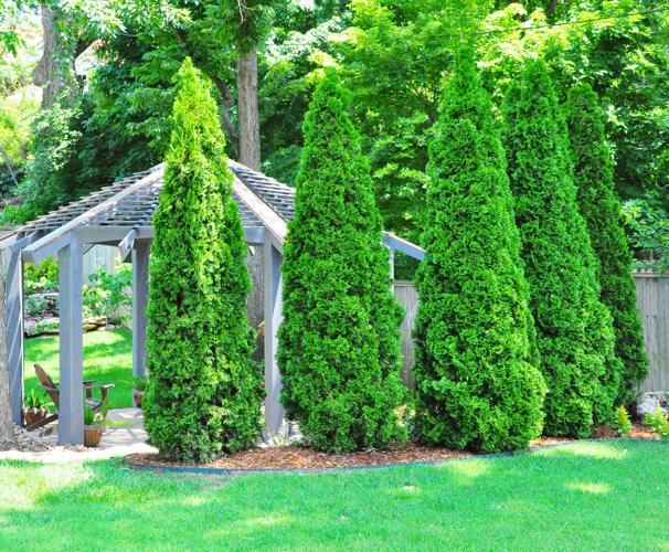 Master Gardener Slender trees work well for smaller landscapes