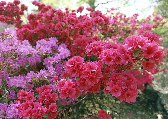 Tulsa gardening expert shares favorite attractive, hardy plants for Oklahoma yards