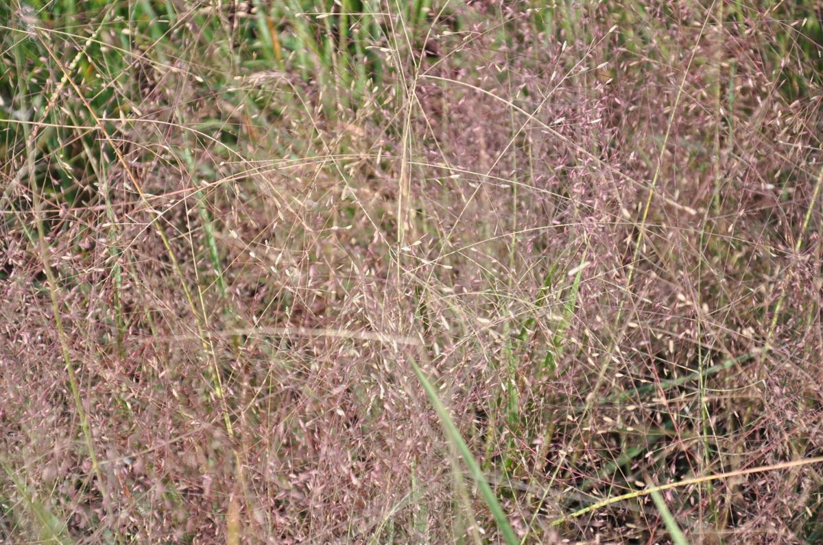 Witchgrass haunts the country News