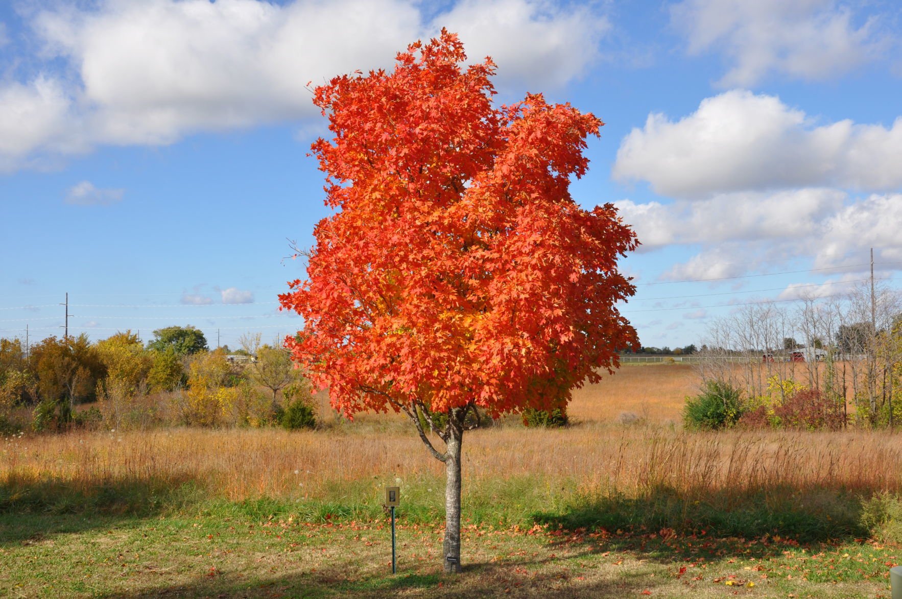 sugar maple fall color