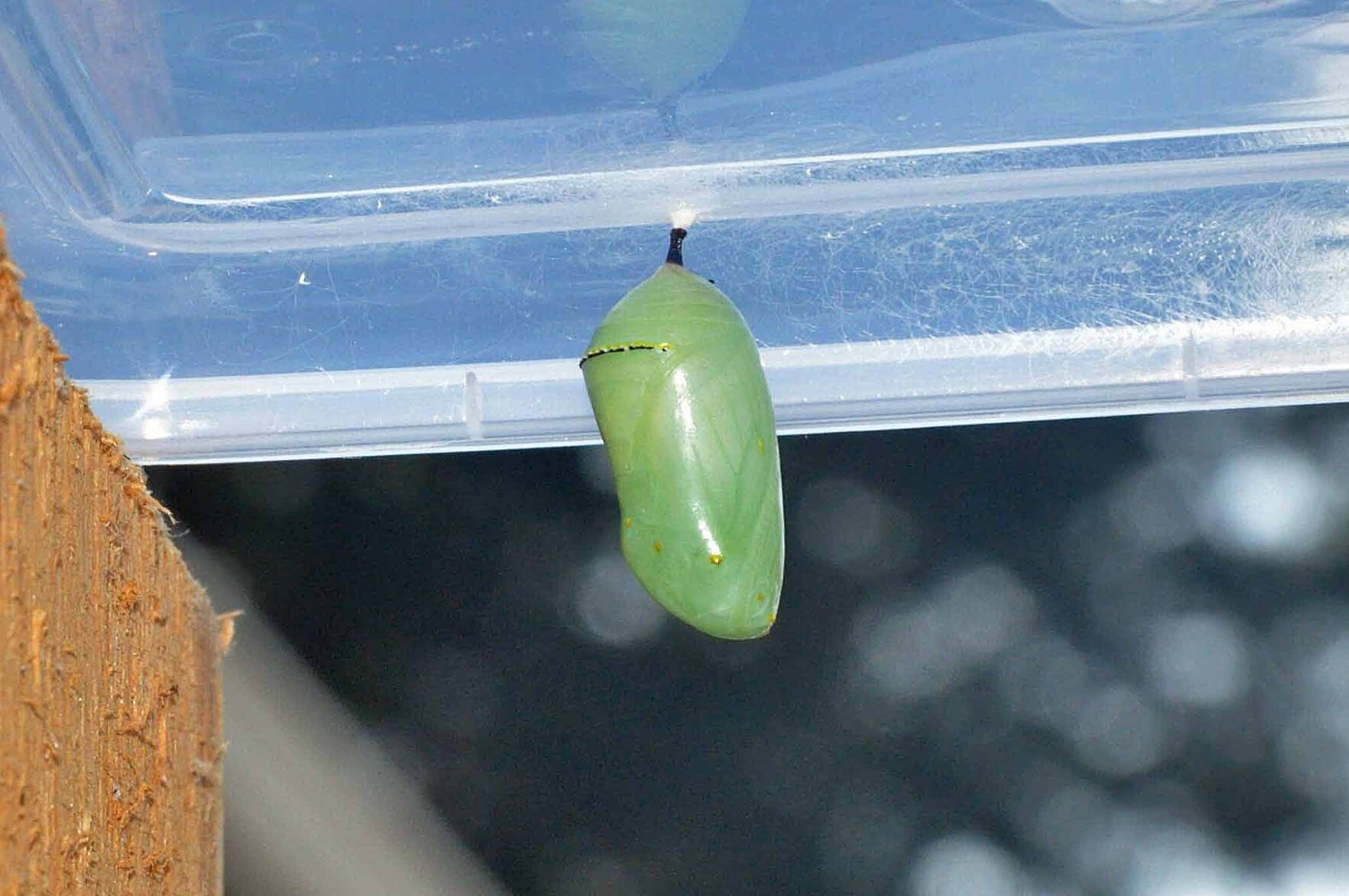 Nature Note Chrysalis and Cocoon