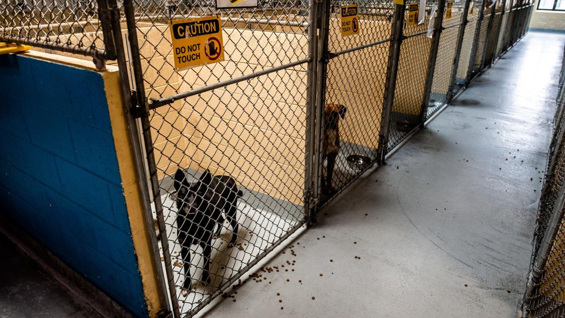 Tulsa animal shelter expands adoption service, adds weekend hours for