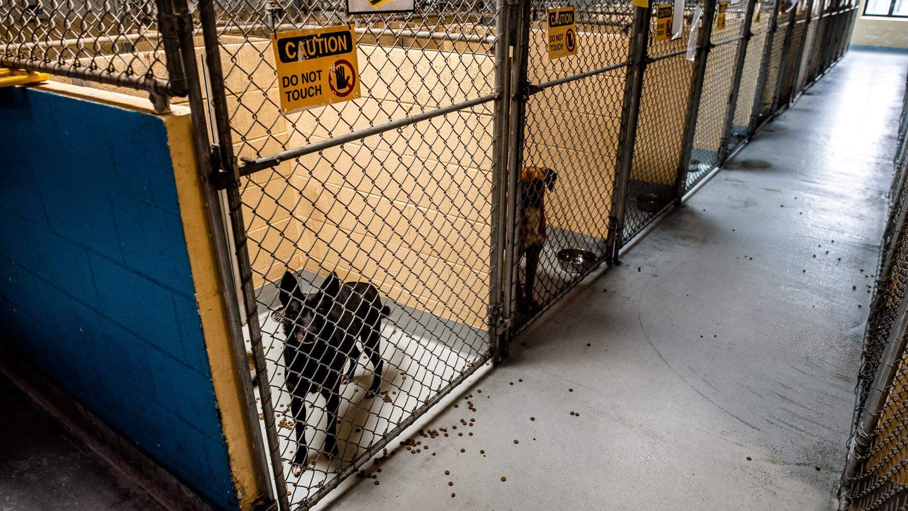 Tulsa Animal Shelter Expands Adoption Service Adds Weekend Hours For Animal Control Officers Latest Headlines Tulsaworld Com