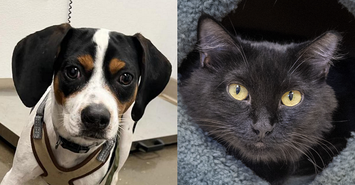 Pawsitively adorable: Meet 44 adoptable dogs and cats looking for love in the Tulsa area